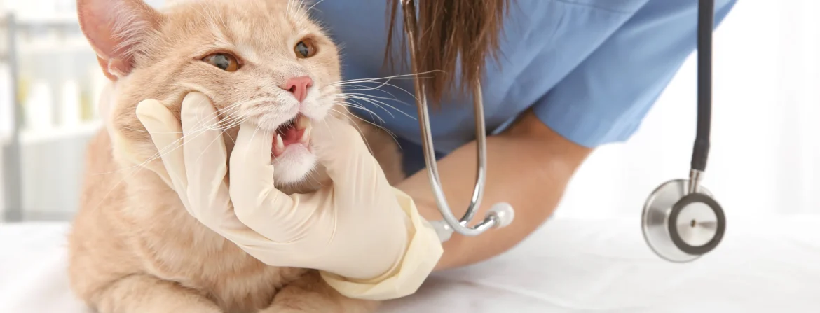 Understanding the Role of Specialist Diagnostic Pathology in Veterinary Care