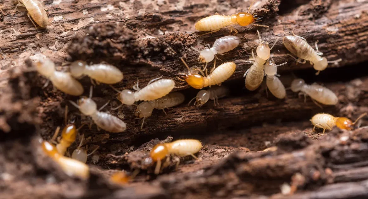 Understanding Termite Treatment: Protecting Homes from Silent Destroyers
