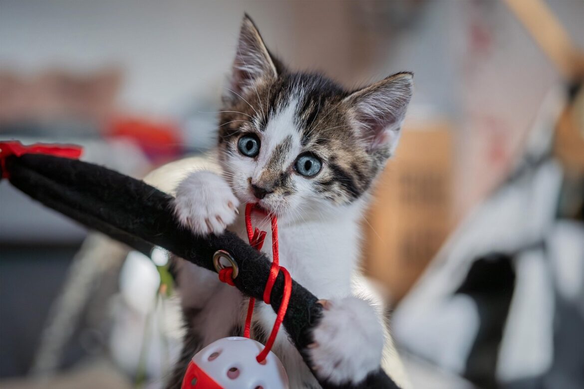 How Cat Toys Help Reduce Stress and Improve Behavior