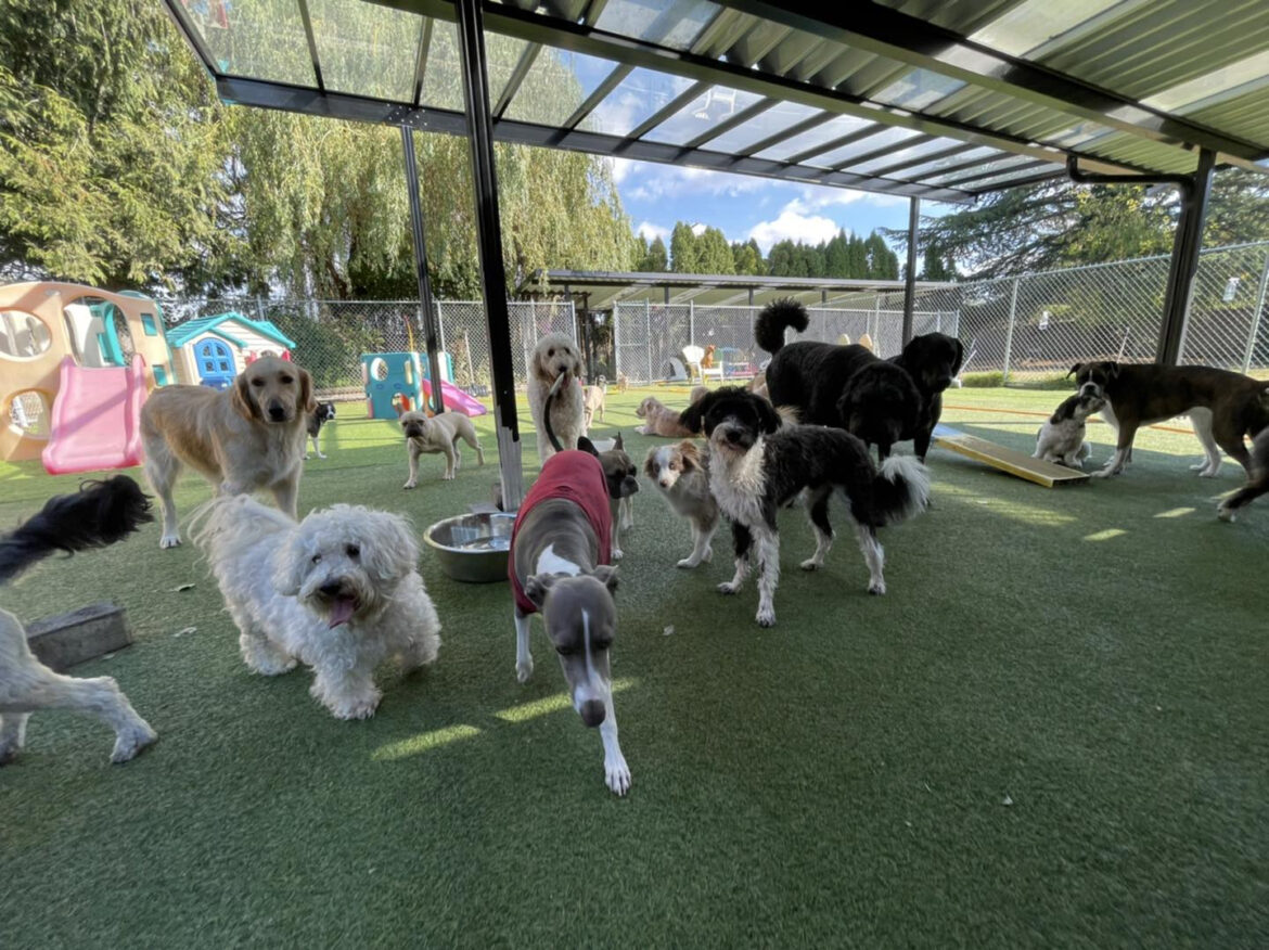 Daycare for Dogs: A Complete Guide to Safe, Fun, and Healthy Canine Care