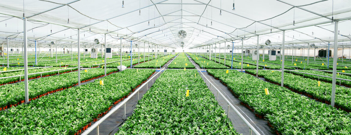 Understanding Acclimatization After Buying Tissue Culture Plants for Sale